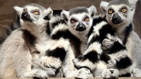 Gherkin, Dill, & Chili; our Ring-tailed lemurs
