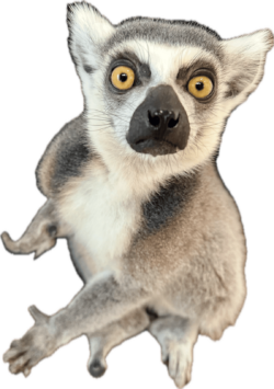Lemur graphic