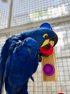 Parrot using a foraging enrichment toy as part of daily care