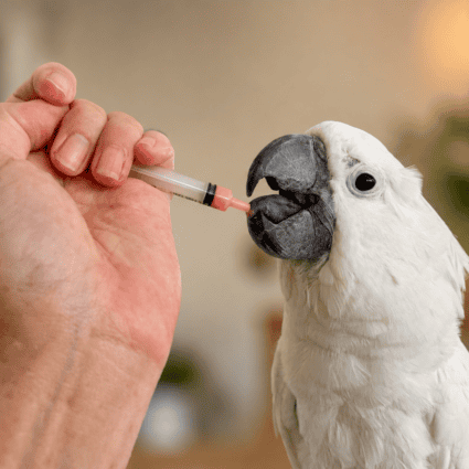 Parrot voluntarily taking medication from a syringe