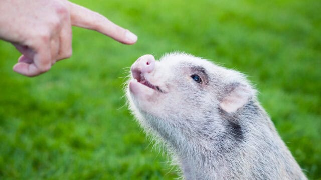 Online animal behavior consultation for training, enrichment, and behavior concerns across species