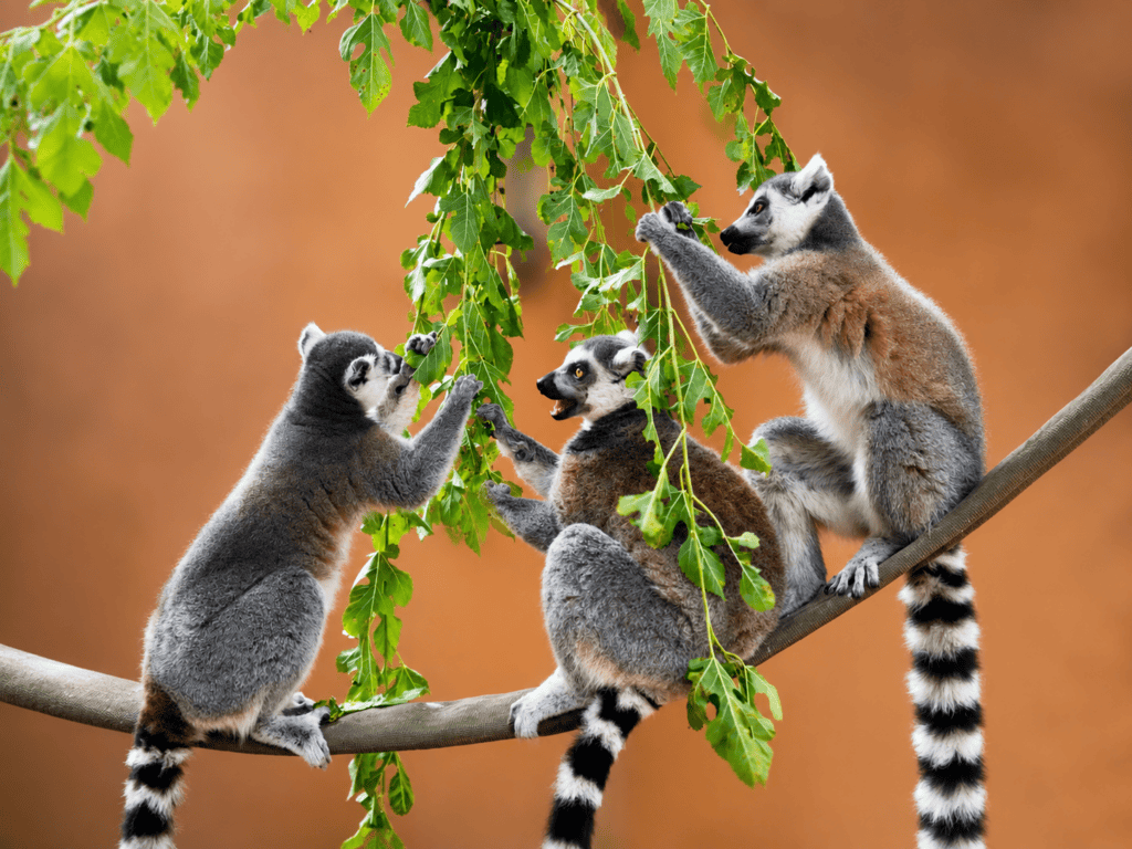 Three ring-tailed lemurs exploring and interacting with browse enrichment