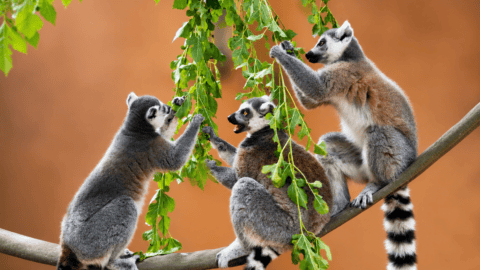 Three ring-tailed lemurs exploring and interacting with browse enrichment