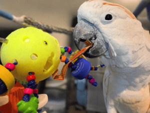 Rocky the parrot interacting with an enrichment toy