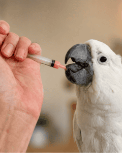 Cockatoo voluntarily taking medication from a syringe during positive reinforcement training